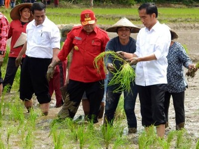 Jokowi Tanam Padi
