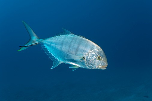 Ikan Kakap dan Baronang, Ikan Laut yang Paling Disukai Orang Indonesia