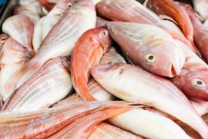 Mengapa Kita Perlu Makan Ikan?