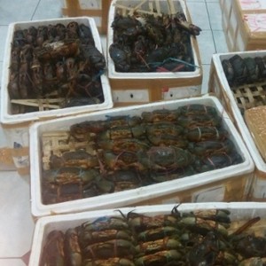 Kepiting Bertelur Nikmat, Menteri Susi: Makan 1 Sama Saja Musnahkan 10.000