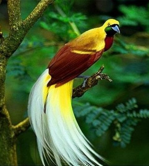 9700 Gambar Burung Cendrawasih Kuning Kecil HD