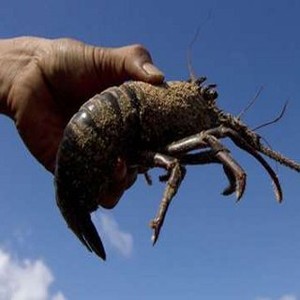 Larang Penangkapan Kepiting Bertelur, Menteri Susi: Saya Tak Pencitraan