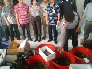5 Ribu Kura-kura Moncong Babi Disita di Bandara Ngurah Rai, Pelaku Misterius