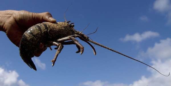 Peternak Lobster Protes, Menteri Susi: Silakan Saja Demo!