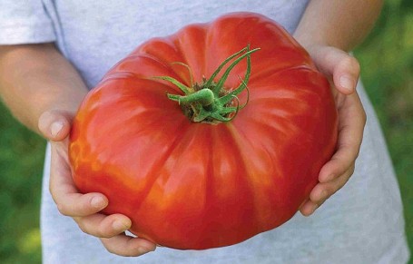 Akhirnya Inggris Berhasil Jual Gigantomo, Tomat Seberat 1,3 kg