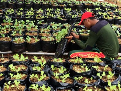 TNI Tanam Sayuran Manfaatkan Lahan Tidur