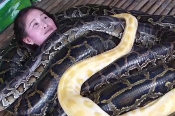 Potret Terapi Pijat Oleh Empat Ular Piton Raksasa