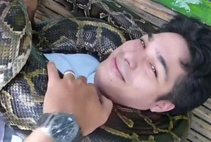 Empat Ular Piton Ini Siap Jadi Tukang Pijat Hilangkan Pegal Pasien