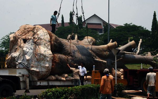 Begini Rumitnya Pemindahan Pohon Raksasa Senilai Rp 750 