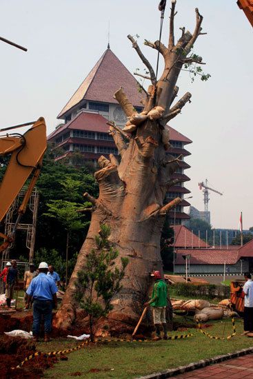 Begini Rumitnya Pemindahan Pohon Raksasa Senilai Rp 750 