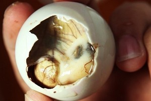 Krauk! Makan Embrio Bebek di Filipina