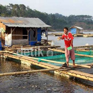 Target Pemerintah Jokowi: RI Produksi Ikan 17,9 Juta Ton, Naik 23%