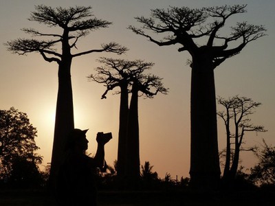 Ini Dia Bentuk Pohon Baobab Asal Afrika