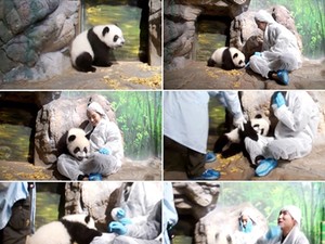 Gemes! Bayi Panda Ini Naksir Yuri SNSD