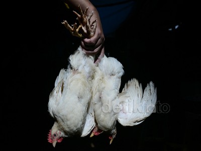Pemprov DKI Rencanakan Bangun Pasar Induk Ayam