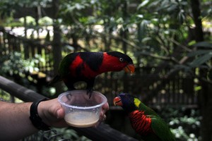 Bermain dengan Burung di Jurong Bird Park, Singapura