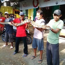 Ular Piton Serbu Sebuah Desa di Tuban, Ternak Warga Dimangsa