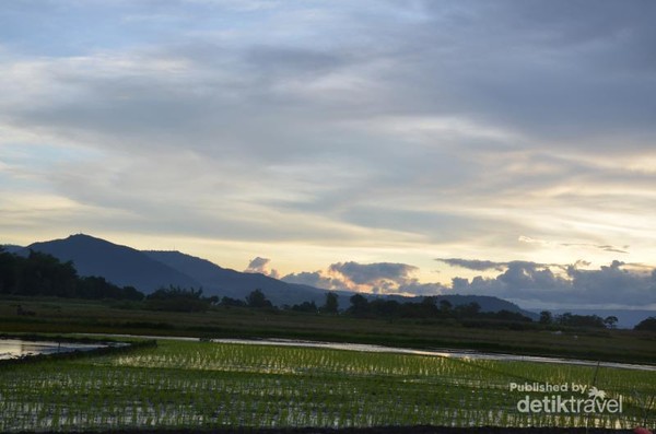 Pemandangan Di Sawah Padi Pada Waktu Senja - Gambar Terbaru HD