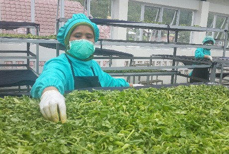 Jalin Kerjasama, Badan Penelitian Kemenkes Berharap Jamu Dapat Dijual UKM