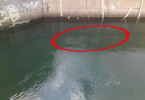 Hiu Paus 6 Ton yang Terperangkap di Kanal PLTU Paiton Masih Remaja