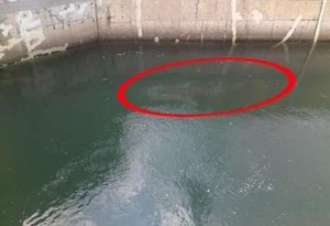 Butuh Alat dan Teknik Khusus untuk Keluarkan Hiu di Kanal PLTU Paiton