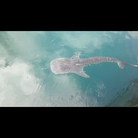 Hiu Paus yang Terjebak di Kanal PLTU Paiton Diprediksi Masih Sehat