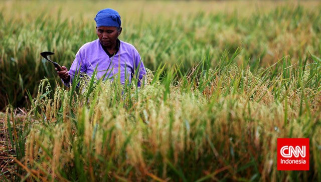 Ribuan Hektar Sawah Kebanjiran
