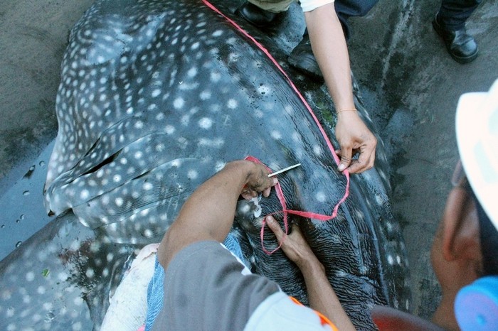 Ini Penjelasan Dokter Hewan soal Matinya Hiu Paus di PLTU Paiton