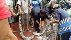Ular Piton 4 Meter Ini Ditemukan Warga di Lokasi Banjir Manggarai