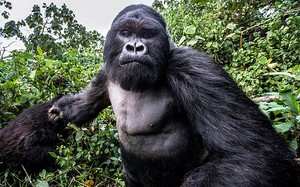 Mabuk, Gorila di Rwanda Mengamuk & Hantam Fotografer
