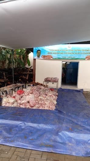 9 Ton Lebih Daging Celeng Dimusnahkan di Cilegon