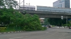 Ada Pohon Besar Tumbang, Lalin Menuju Gambir Tersendat