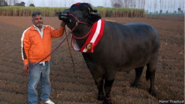 Sperma Seekor Banteng India Dihargai Rp43 Juta