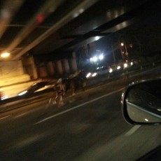 Kuda yang Lepas di Tol Kebon Jeruk Ditangkap di Tanjung Duren