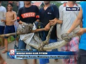 Ular Piton Pemangsa Ayam Diburu dan Ditangkap Warga