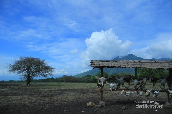 Mari Bertualang Ke Africa Van Java