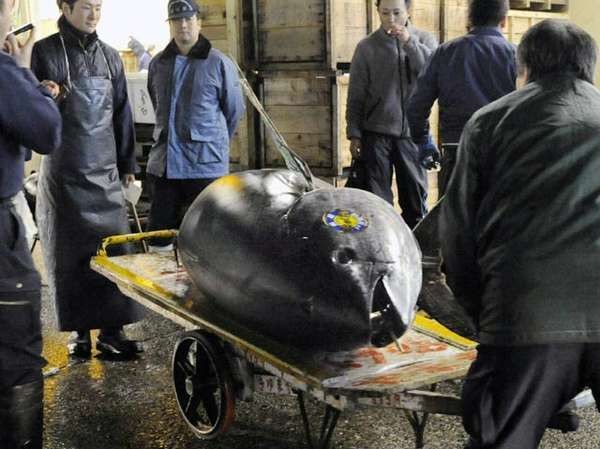 Begini Dampak Kebijakan Menteri Susi Di Sektor Tuna