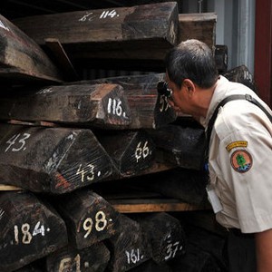 Masalah Kayu di Indonesia, dari Penyelundupan Hingga Kartel Harga