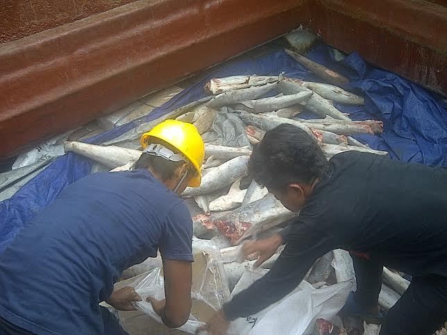Cerita Kebijakan Menteri Susi yang Bikin Pasokan Ikan Dunia Kosong