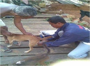 KLB Rabies di Kalbar, Korban Tewas Gigitan Anjing Bertambah Jadi 18 Orang