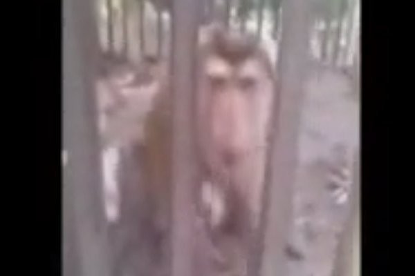 Curi Ponsel Turis di Thailand, Monyet Ini Kemudian Selfie