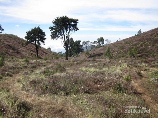 Hamparan Bunga Krisan yang Cantik di Gunung Prau 