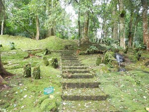Cantiknya Taman Lumut dan Paku di Kebun Raya Cibodas