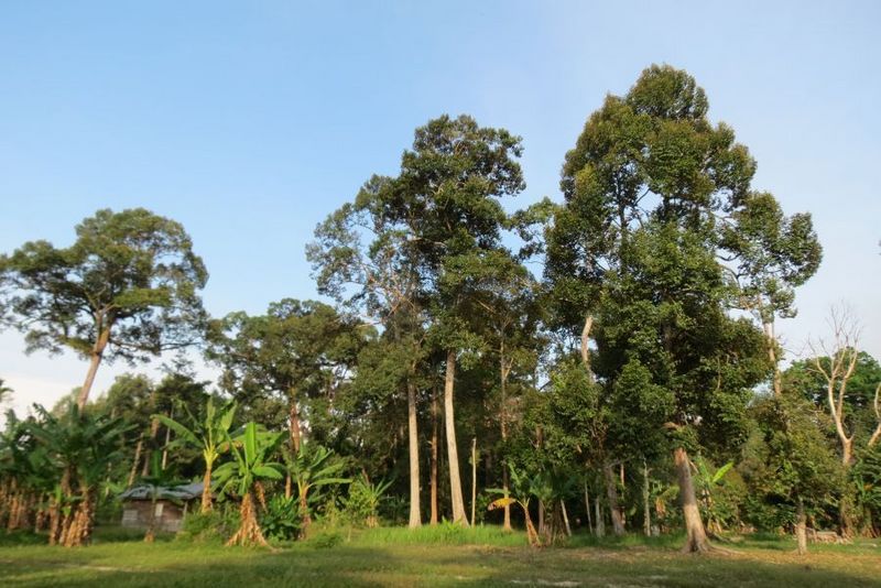 Pesona Desa Bokor di Kep Meranti, Dari Durian Sampai Bakau