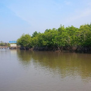 Hutan Mangrove Kepulauan Meranti Diberdayakan Jadi Sirup dan Pakan Ternak