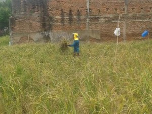 Duh! Petani di Jakarta Rugi Besar, Sawah 100 Hektar Diserang Ribuan Tikus