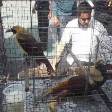 10 Satwa Dilindungi Mati Karena Ditaruh di Kamar Mesin