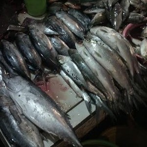Pasokan Terbatas, Harga Ikan Bandeng dan Mas di DKI Melonjak 20%-30%