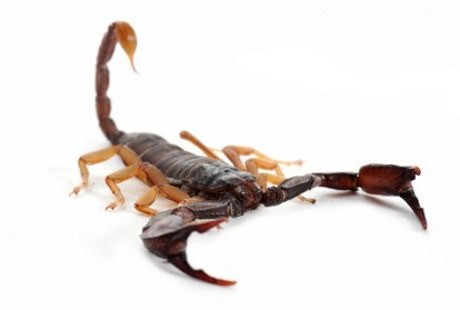 Disengat Kalajengking di Pesawat, Pria Ini Berhalusinasi Akan Meninggal