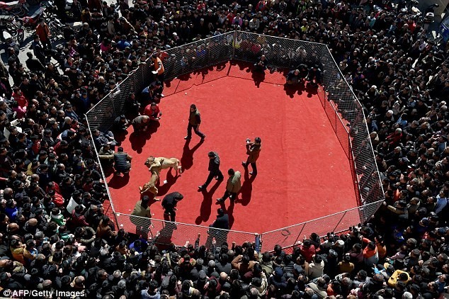Sadis! Ada Pertunjukan Adu Anjing Sampai Mati di Tiongkok